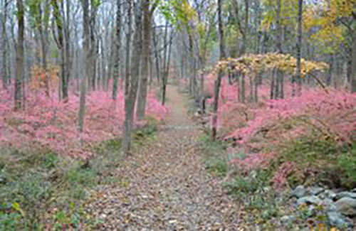 Candlewood lake Parks